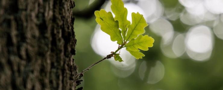 Bourgogne Franche-Comté- Une économie du bois dynamique