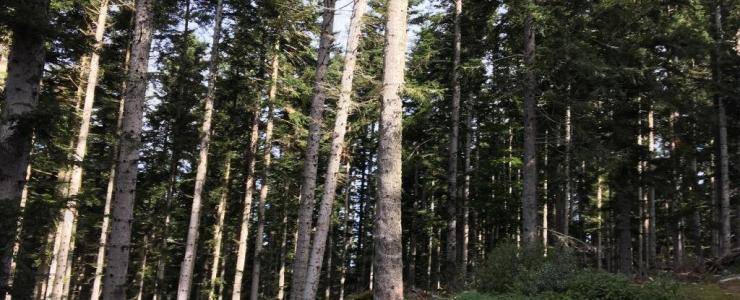 Une nouvelle forêt pour Groupama Immobilier