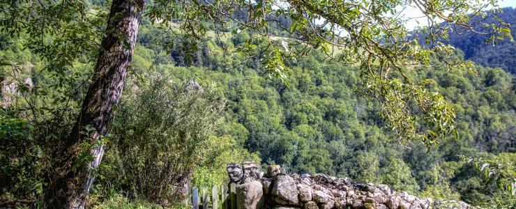 43 Haute Loire - Une diversité propice à la vente de forêts