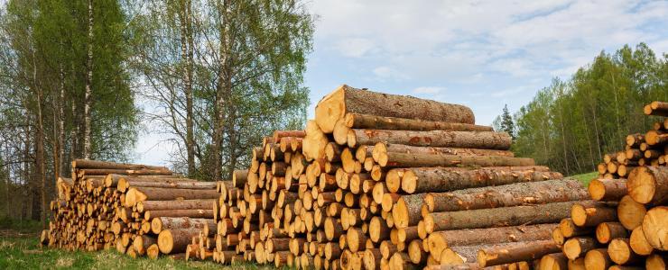 Comment bien choisir le mode de vente pour ses coupes de bois ?