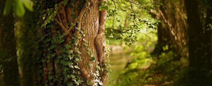 La forêt, un bien Responsable, Sociétal et foncièrement Environnemental