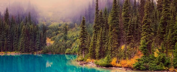 La Forêt Boréale, le type forestier le plus étendu au Québec