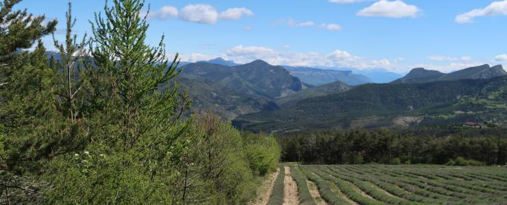 Forêt de production au cœur des Baronnies