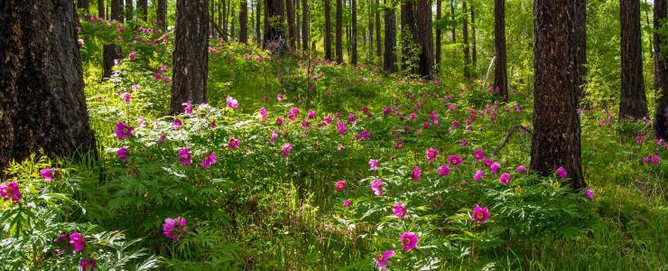 05 Hautes Alpes - Un marché des forêts dynamique