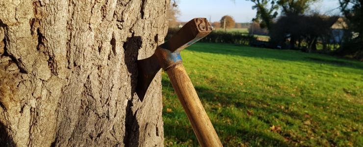 Pourquoi évaluer une forêt avant sa vente ?