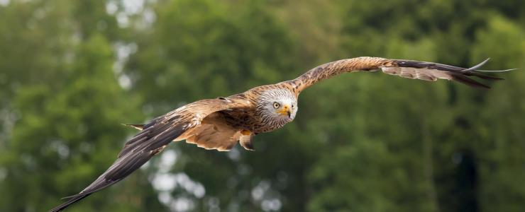 La Chasse au Vol