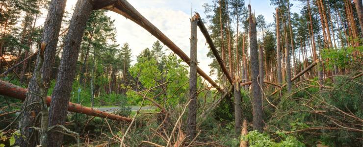 2017 : Une année de sinistres en forêt