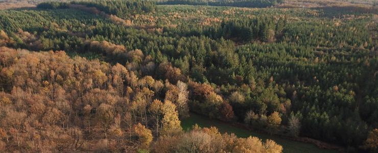 Le marché de la forêt en France : les chiffres
