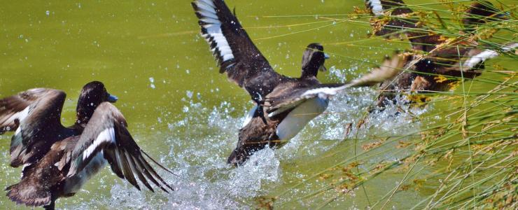 La Chasse au Gibier d'Eau