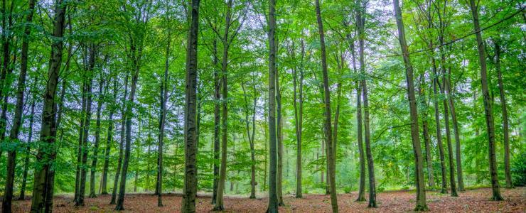 31 Haute Garonne - Les feuillus dominent