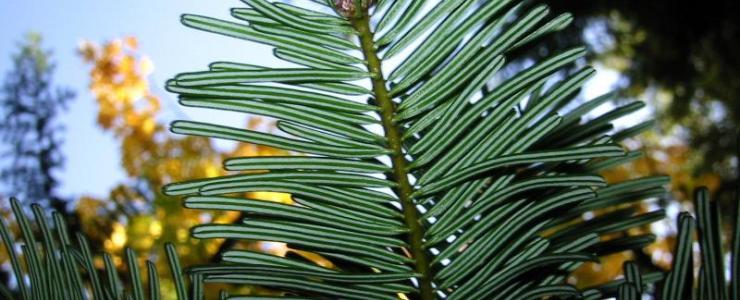 Abies Grandis ou Sapin de Vancouver