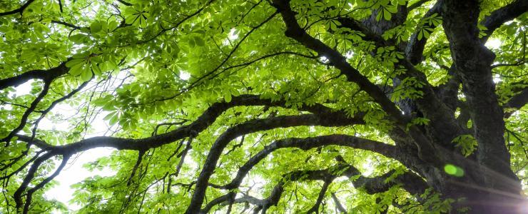 87 Haute Vienne - Des forêts composées de chênes et de châtaigniers