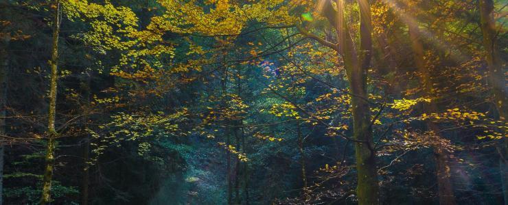 La forêt, l’or vert