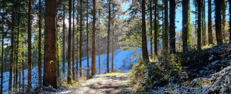 La forêt aveyronnaise