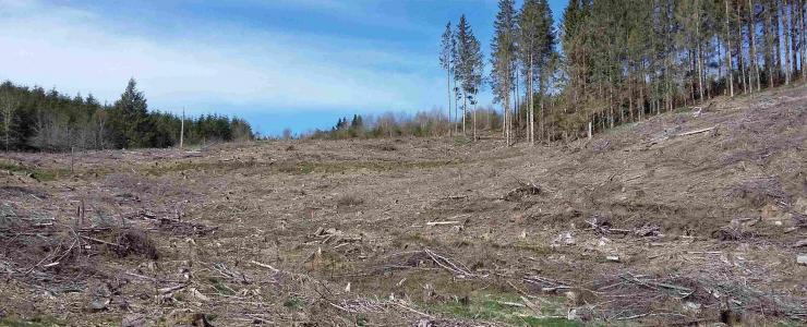 Les enjeux écologiques majeurs  des forêts françaises