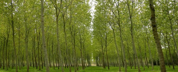 86 Vienne - Des forêts productives et diversifiées