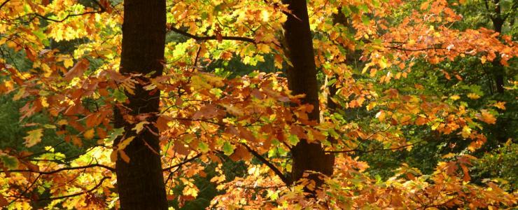 77 Seine et Marne - De beaux territoires de chasse