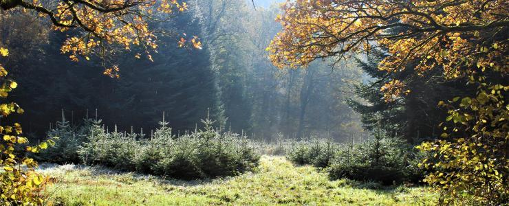 Le sapin de Noël pousse aussi en Auvergne !