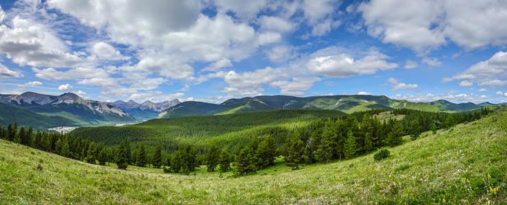 La Forêt Subalpine Canadienne : Productive et attractive