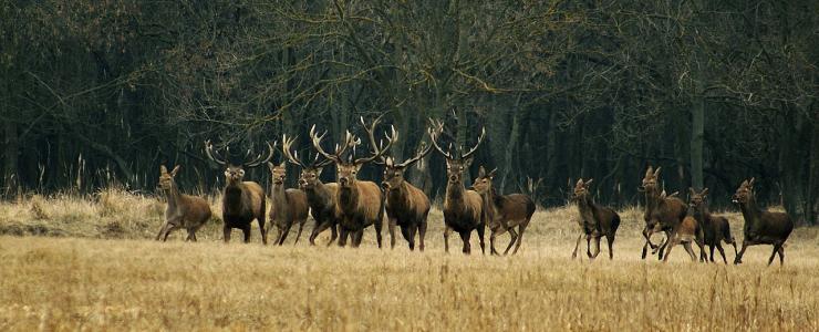 Enclos et Parc de Chasse