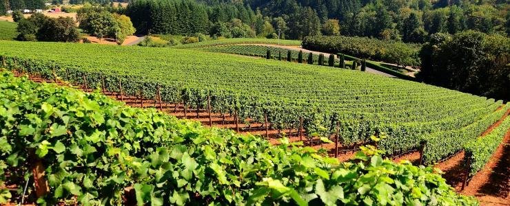 71 Saône et Loire - Une région forestière de qualité