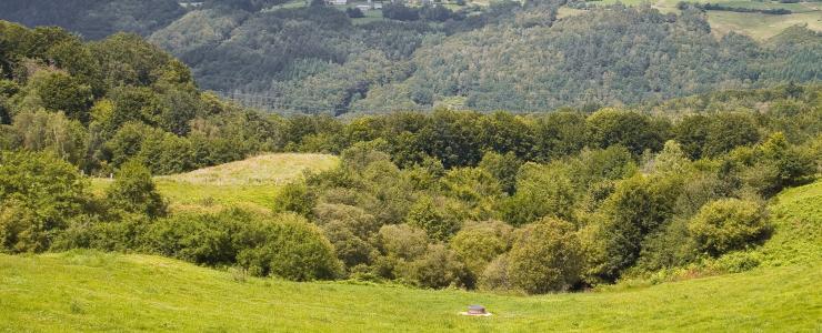 19 Corrèze - Des forêts remarquables par leurs massifs de résineux