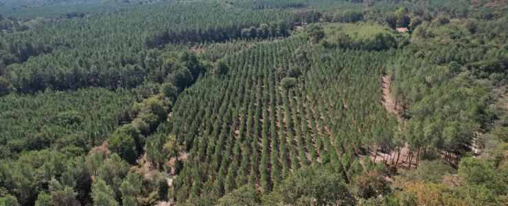 Forêt de production dans les Landes