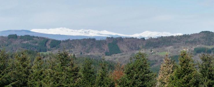 La forêt comme terre d’observation