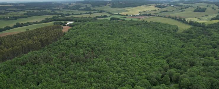 Forêt de feuillus en Haute-Garonne