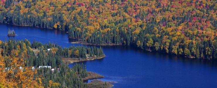 La terre à bois québécoise, un couvert caractérisé par sa diversité