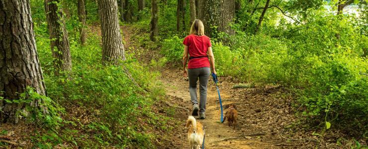 Différentes possibilités d’acquérir une forêt