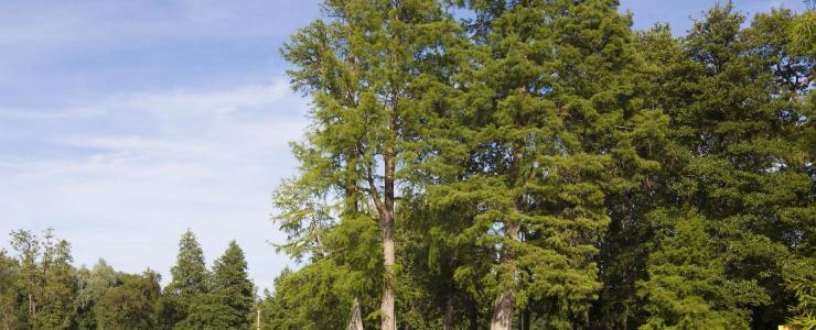 91 Essonne - Un prix de vente des forêts supérieur à la moyenne nationale