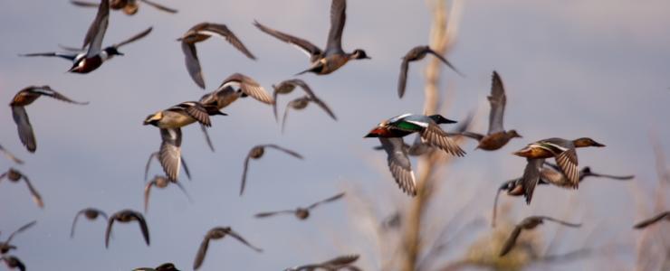Terrain de chasse en Flandre maritime