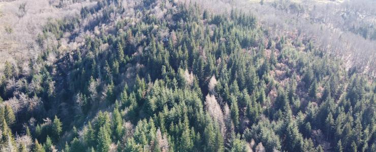 Forêt de production en Haute-Loire