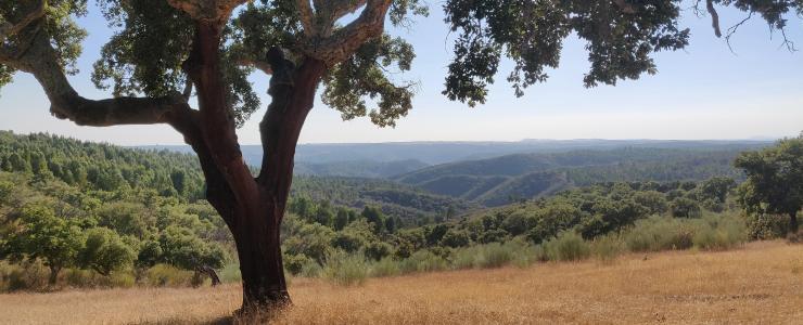 Pourquoi investir dans la forêt portugaise?