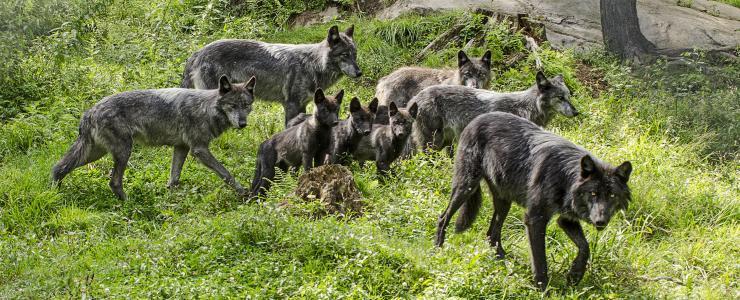 Entretien avec Olivier Favre « Le Parc Oméga ou le projet d’une vie »