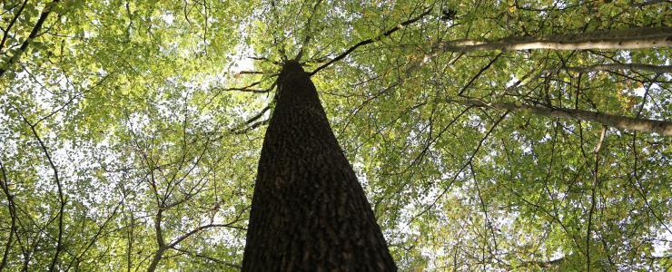 Changement climatique : quels feuillus?