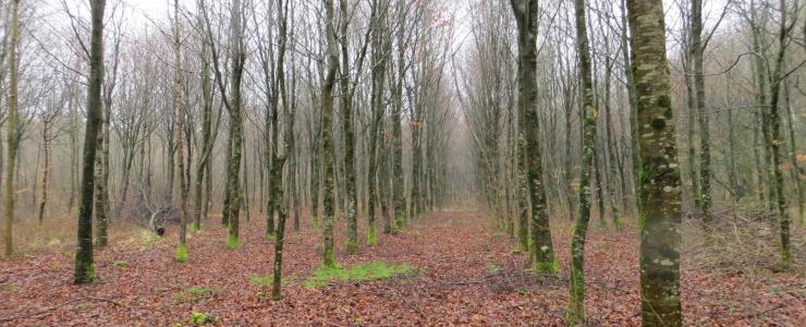 Forêt dans les Hauts de France