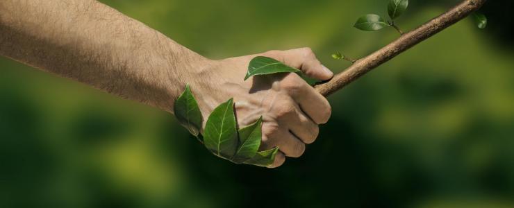 Pourquoi assurer sa Forêt ?