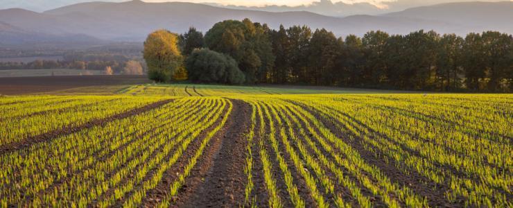 Approche économique de l’Agroforesterie