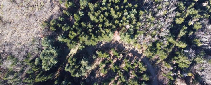 Forêt à haute valeur environnementale en Haute-Loire