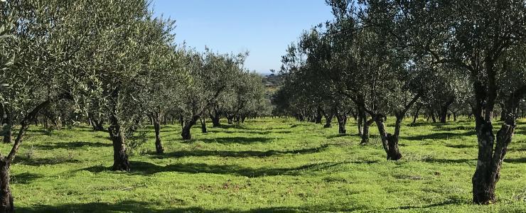Oliveraie dans la région de l'Alentejo au Portugal