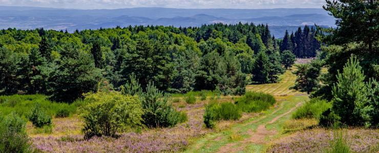 Acquisition de forêt : différents modes de propriété