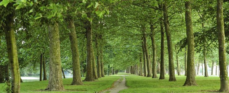 14 Calvados - Des forêts denses et majoritairement privées