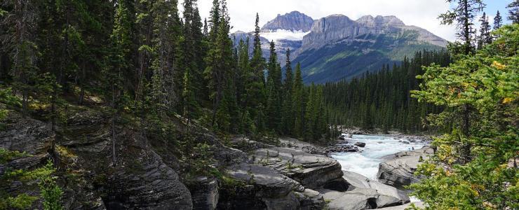 Le Canada, pays forestier de choix