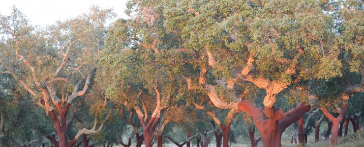 Portugal : Zoom sur une propriété familiale de l’Alentejo