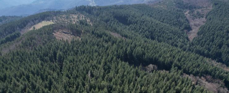 Forêt de production à vendre dans les Monts d'Ardèche