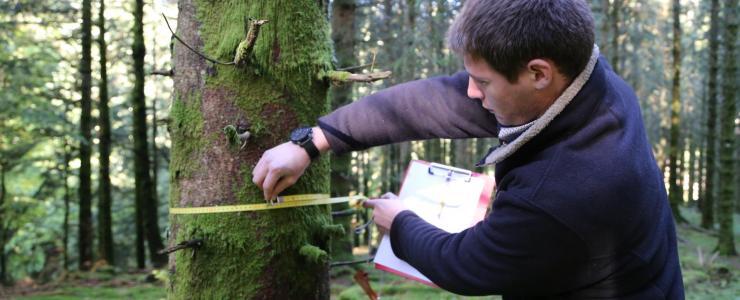 La vente d'une forêt