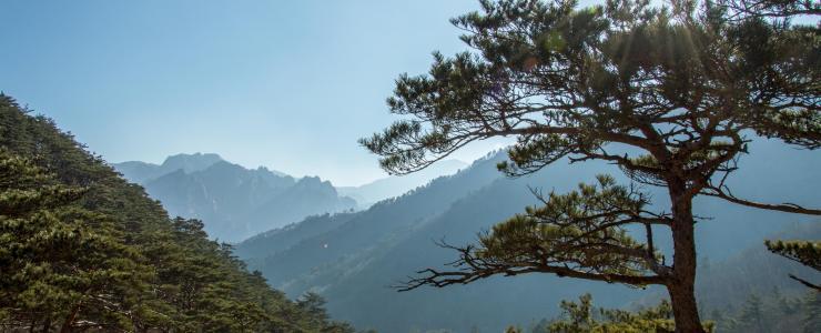 La Forêt Gariwang