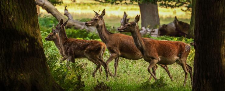 La Sologne, région naturelle et forestière mais aussi territoire de chasse